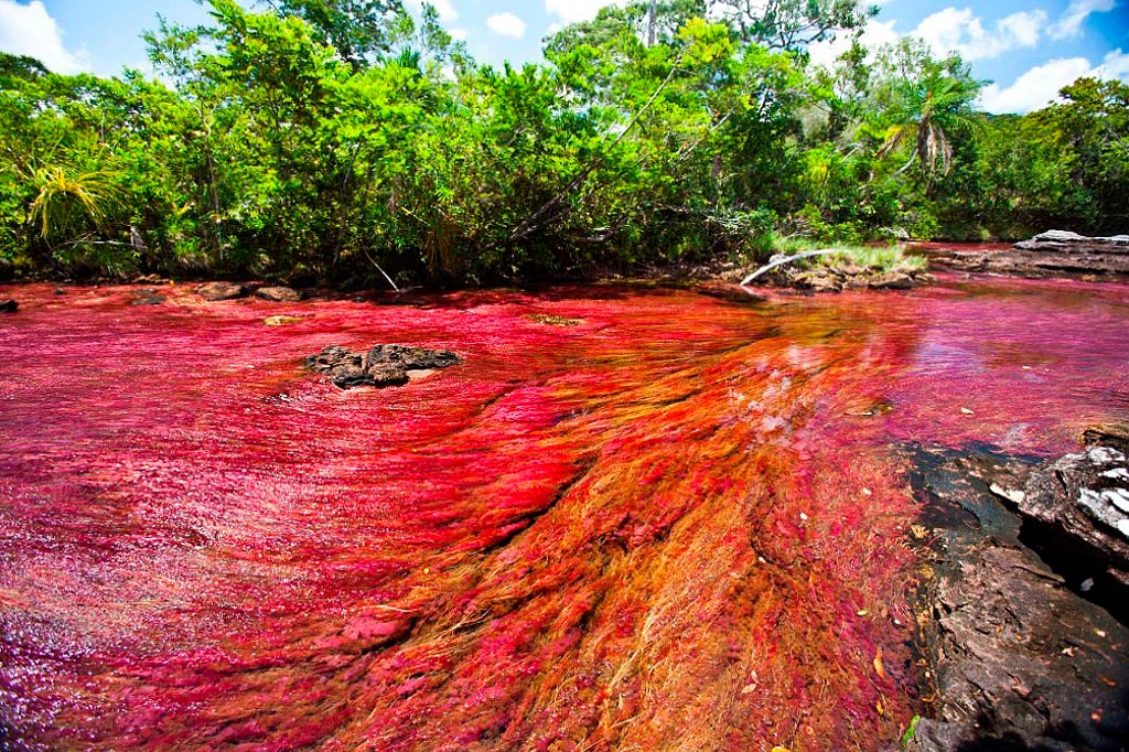 Красный цвет реки в колумбии