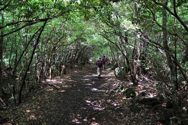 Лес Аокигахара