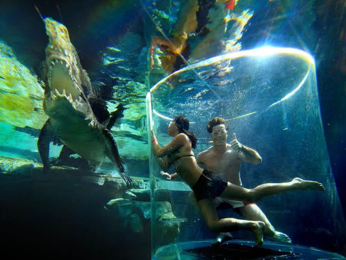 Плавание в объятиях с крокодилами