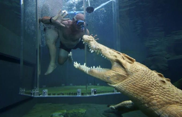 Нападение крокодила