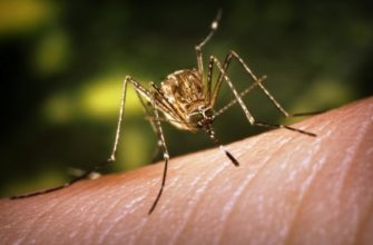 Назойчивые комары на природе