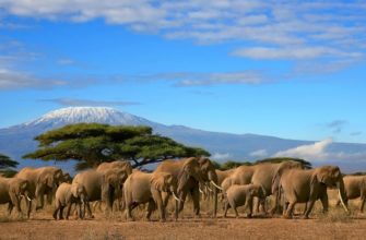 Уникальный мир животных Танзании