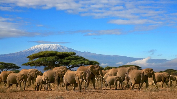 Уникальный мир животных Танзании