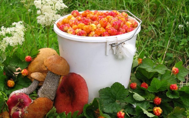 Сбор ягод и грибов, правила отдыха на природе