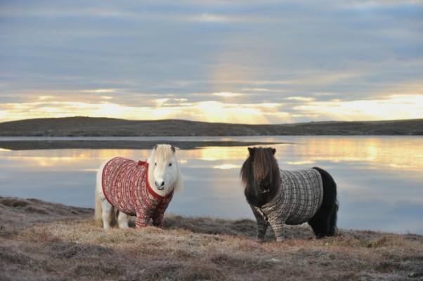 Шотландские пони в вязаных свитерах