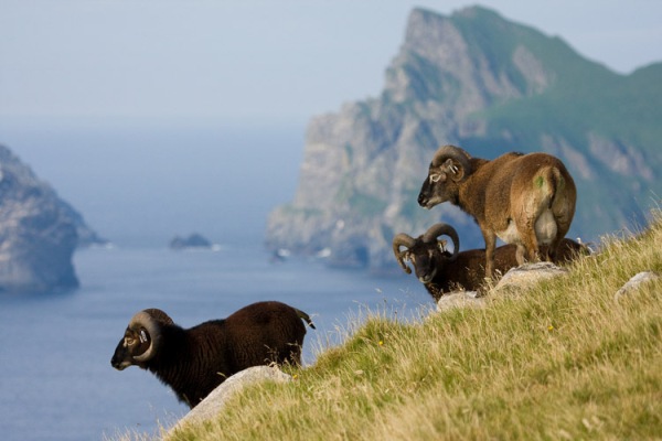Овцы в высокогорьях Шотландии