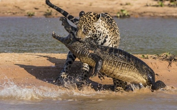 Схватка ягуара и крокодила
