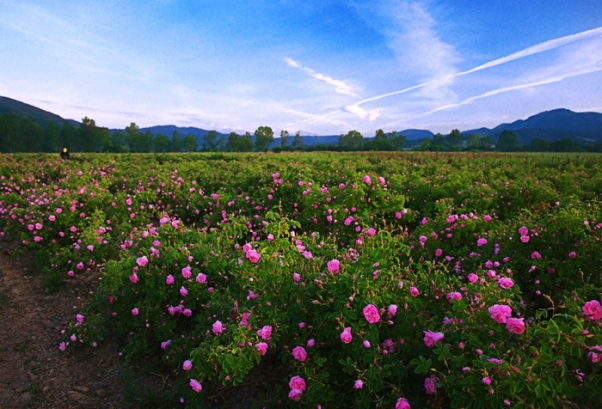 Долина роз возле города Казанлык