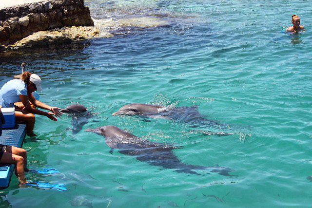 Дельфины на острове