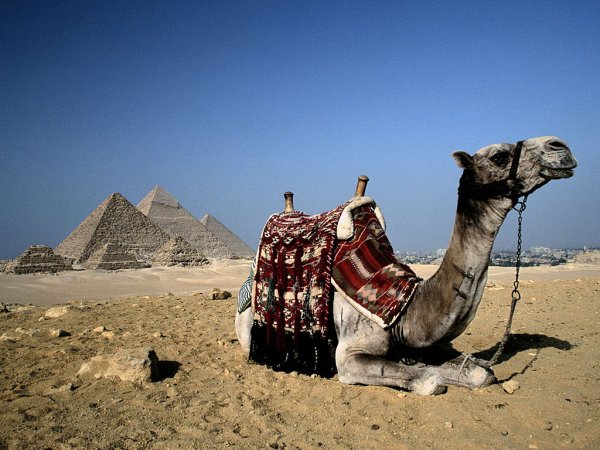 Катание на верблюдах в Египте: главные особенности