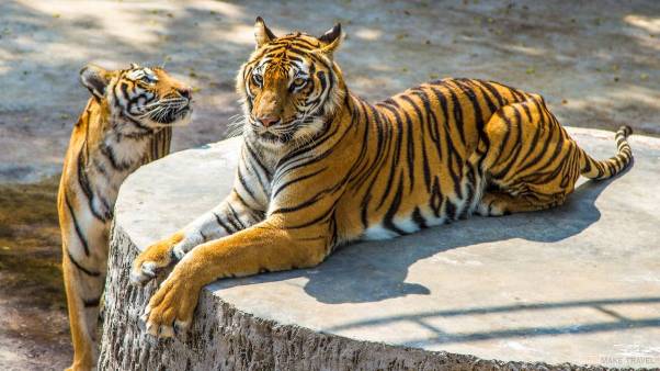 Зоопарк тигров «Си-Рача»