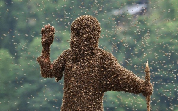 Пчелиный конкурс