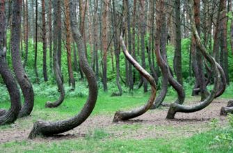 Кривой лес («Криволесье»), Польша