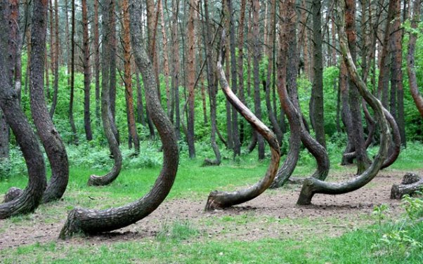 Кривой лес («Криволесье»), Польша
