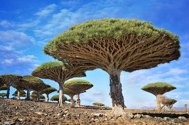 Деревья драконовой крови, Йемен