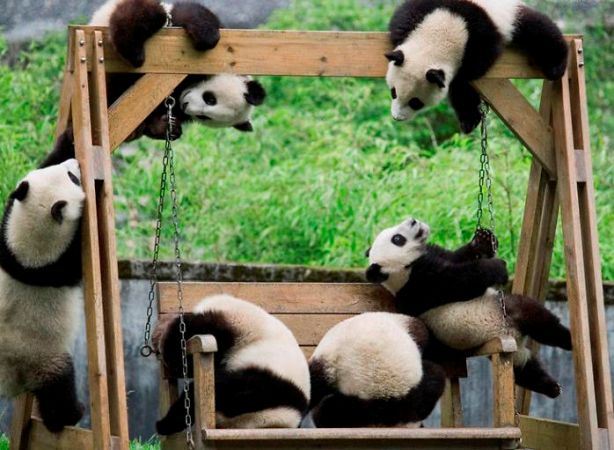 Детский сад для маленьких панд в Китае