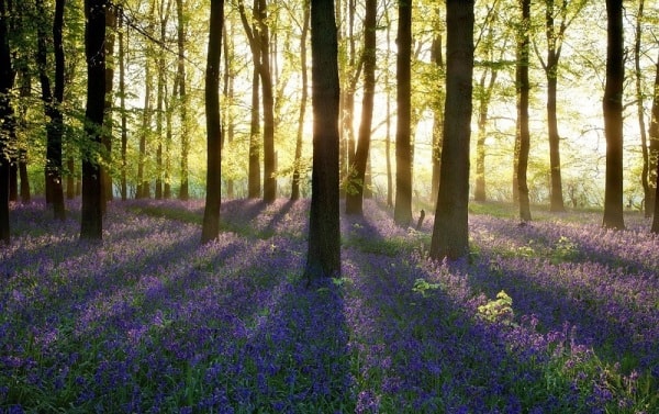 Синий лес Халлербот, Бельгия