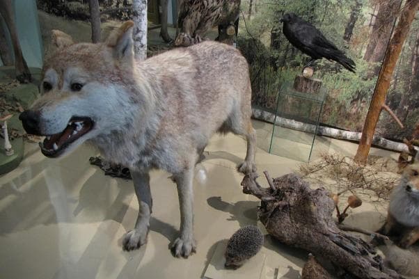 Музей волка