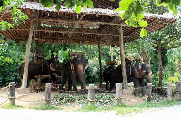 Khok Chang Kata Safari, покормить и покупаться на слонах на пхукете