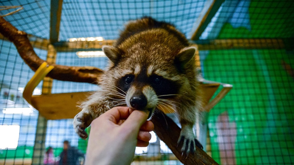 Где найти самый большой контактный зоопарк в Москве и Подмосковье