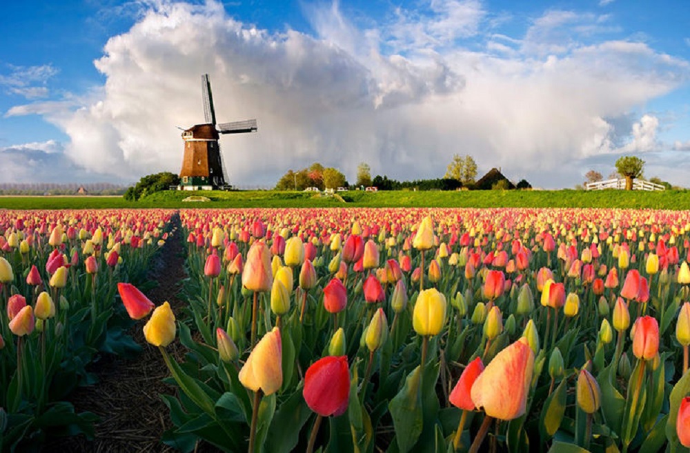 Что стоит знать о Нидерландах: интересные факты об удивительном государстве