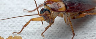 Борная кислота от тараканов