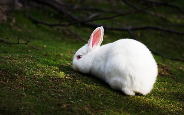 Сонник: к чему снятся кролики (белые, серые, черные, рыжие)-2