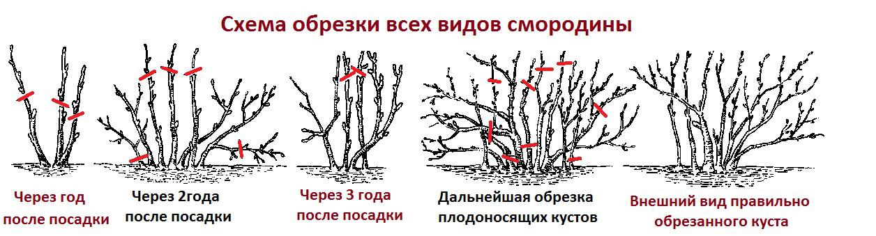 Обрезка голубики весной для начинающих в картинках пошагово