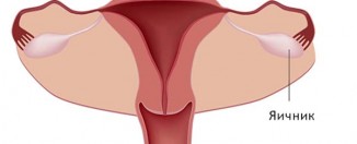 Яичники у женщин: расположение, где находятся, размер, функции