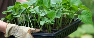 Агротехника выращивания рассады перца дома