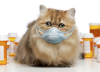 Простуда у кошек: как проявляется, и как её лечить