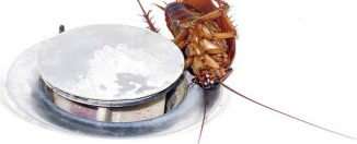 Народные методы избавления от тараканов в жилище