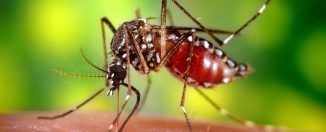 Средства борьбы с комарами: виды репеллентов, способы применения