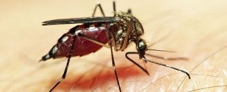 Укус комара: возможные последствия укусов этих вредителей, эффективные препараты, облегчающие неприятные ощущения