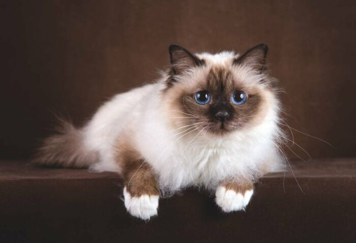 Кот священная бирма: какие есть окрасы, описание породы и характера