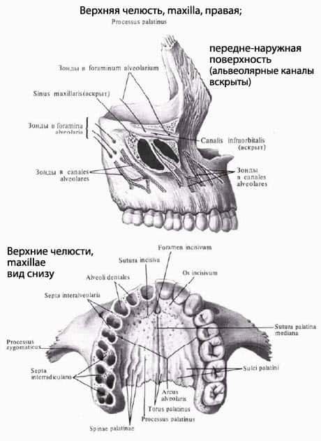 Верхняя и нижняя челюсть. Верхняя челюсть (Maxilla). Верхняя челюсть анатомия строение вид снизу. Верхняя челюсть кость анатомия человека. Подвисочная поверхность верхней челюсти.