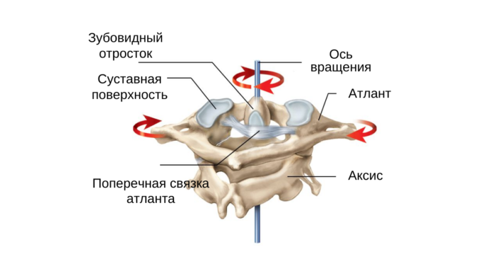 Атланто-окципитальный сустав и связка в анатомии: строение, где находится