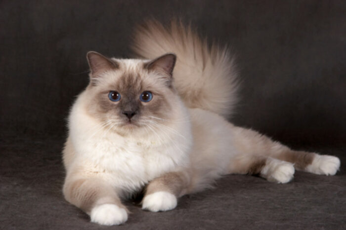 Кот священная бирма: какие есть окрасы, описание породы и характера