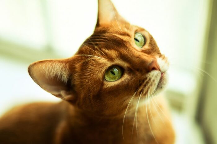 Можно ли стричь кошкам усы: что будет, если отрезать, отрастут ли