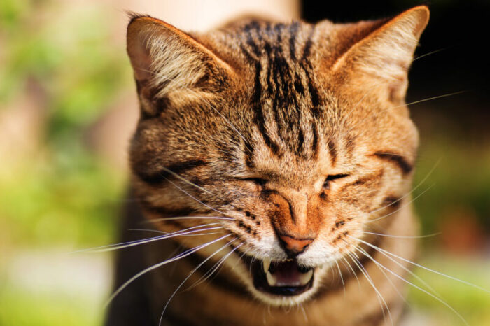 Можно ли стричь кошкам усы: что будет, если отрезать, отрастут ли