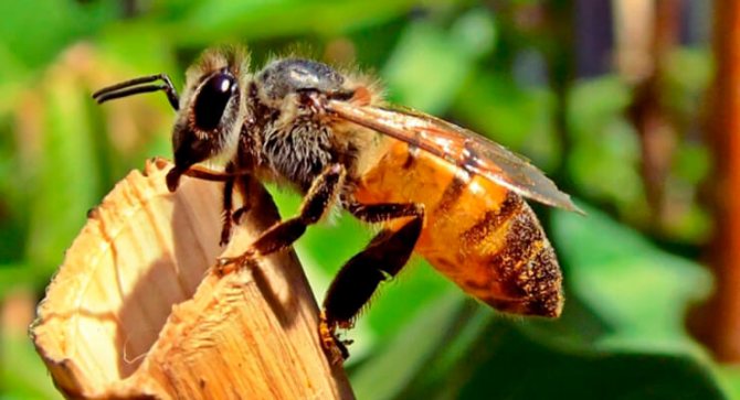 Лечение спины пчелиными укусами: как правильно делать апитерапию, схема