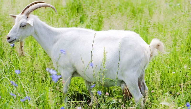 У козленка, козы вздулся живот: чем помочь и что делать, если объелся