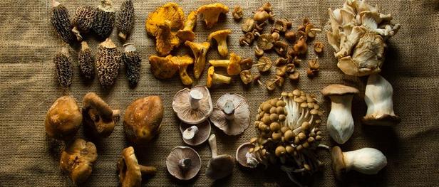Лесные грибы в духовке: как приготовить, рецепт с овощами в горшочках