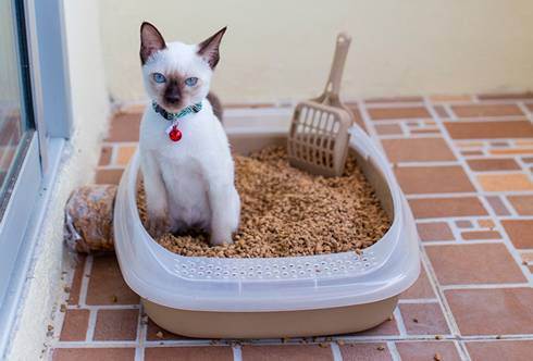 Какой туалет для кошки лучше? Как правильно называется кошачий туалет?