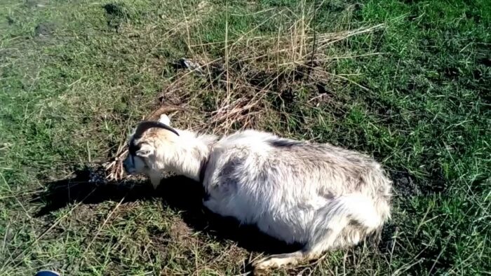У козленка, козы вздулся живот: чем помочь и что делать, если объелся