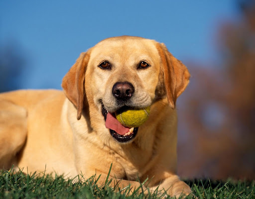 Лактобифадол для собак: инструкция по применению, польза.