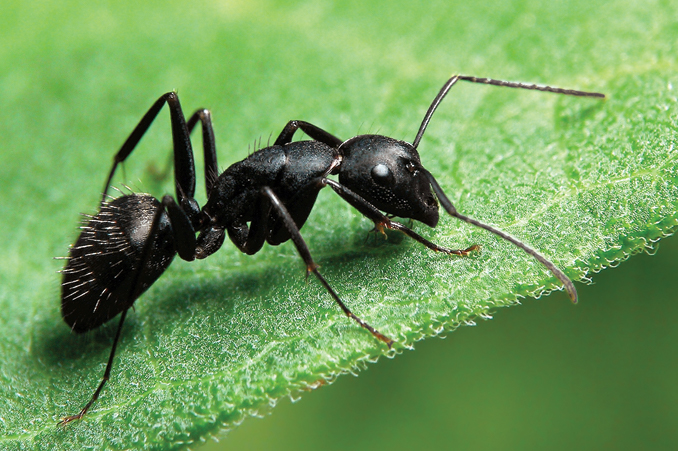 Как называется фобия всех насекомых – страх жуков, мух и пауков?