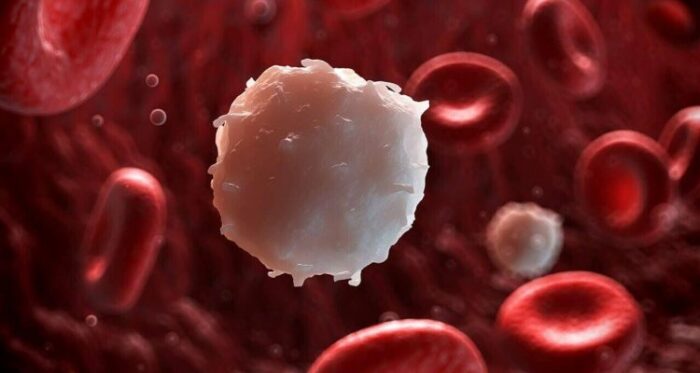 Лейкоциты в крови у женщин после 50: какая норма содержания