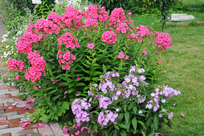Садовые цветы флоксы: фото разновидностей растения и описание