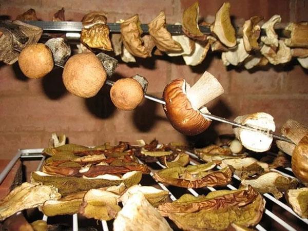 Сушеные грибы и где их хранить в домашних условиях: в чем лучше, сроки хранения